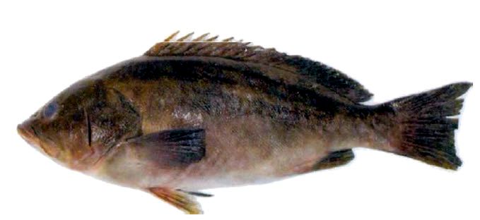 Epinephelus costae _08.jpg